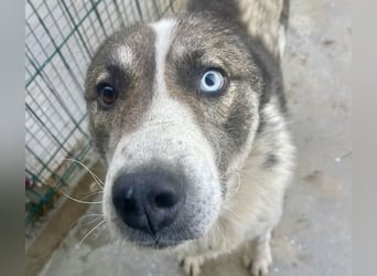 Chicco - sanfter, liebevoller Husky-Mix