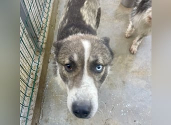 Chicco - sanfter, liebevoller Husky-Mix