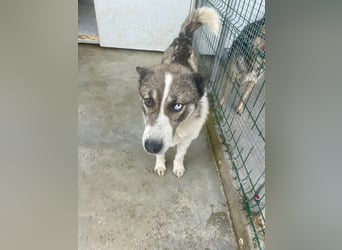 Chicco - sanfter, liebevoller Husky-Mix