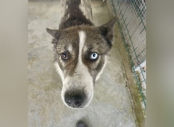 Chicco - sanfter, liebevoller Husky-Mix