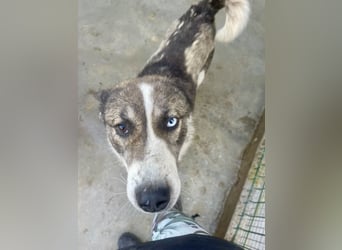 Chicco - sanfter, liebevoller Husky-Mix