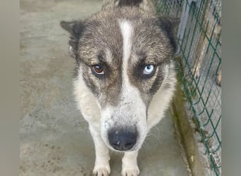 Chicco - sanfter, liebevoller Husky-Mix