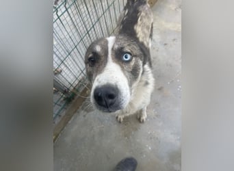 Chicco - sanfter, liebevoller Husky-Mix