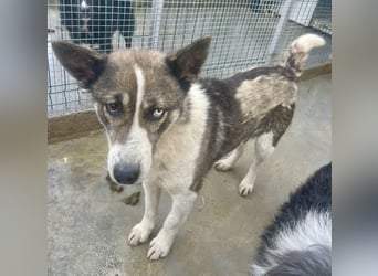 Chicco - sanfter, liebevoller Husky-Mix