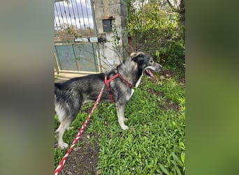 Chico: toller Begleiter und Beifahrer