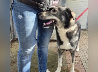 Chico: toller Begleiter und Beifahrer