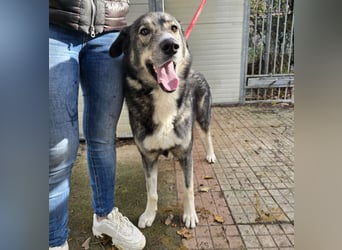 Chico: toller Begleiter und Beifahrer