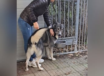 Chico: toller Begleiter und Beifahrer