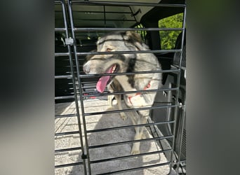 Duke: will was erleben -mit seinen Menschen!