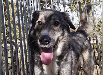 Chico: toller Begleiter und Beifahrer