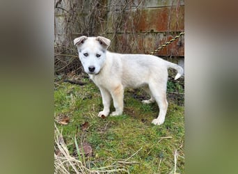 Welpe ACE - ich freue mich auf tolle Abenteuer mit meinen (hundeerfahrenen) Menschen!