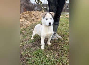 Welpe ACE - ich freue mich auf tolle Abenteuer mit meinen (hundeerfahrenen) Menschen!