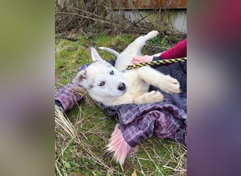 Welpe ACE - ich freue mich auf tolle Abenteuer mit meinen (hundeerfahrenen) Menschen!