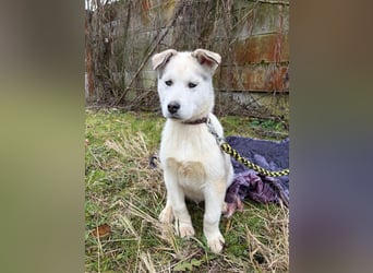 Welpe ACE - ich freue mich auf tolle Abenteuer mit meinen (hundeerfahrenen) Menschen!