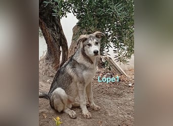 Lope1 geb. 12/2024 (ESP) - junger, edler Husky-Mix!