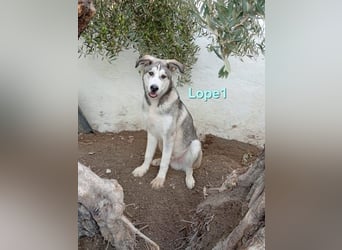 Lope1 geb. 12/2024 (ESP) - junger, edler Husky-Mix!