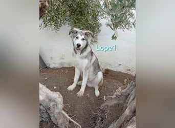 Lope1 geb. 12/2024 (ESP) - junger, edler Husky-Mix!