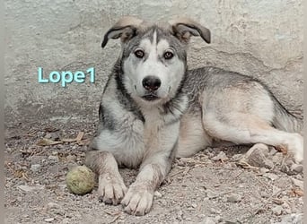 Lope1 geb. 12/2024 (ESP) - junger, edler Husky-Mix!
