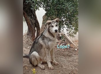 Lope1 geb. 12/2024 (ESP) - junger, edler Husky-Mix!