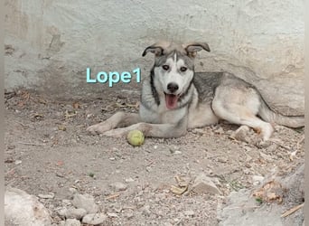 Lope1 geb. 12/2024 (ESP) - junger, edler Husky-Mix!