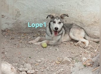 Lope1 geb. 12/2024 (ESP) - junger, edler Husky-Mix!