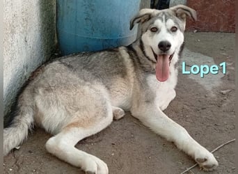 Lope1 geb. 12/2024 (ESP) - junger, edler Husky-Mix!
