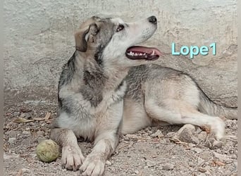 Lope1 geb. 12/2024 (ESP) - junger, edler Husky-Mix!