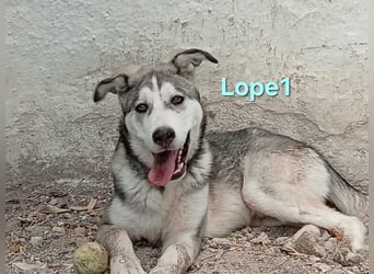 Lope1 geb. 12/2024 (ESP) - junger, edler Husky-Mix!