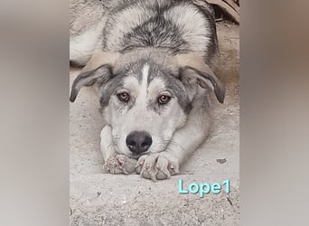 Lope1 geb. 12/2024 (ESP) - junger, edler Husky-Mix!