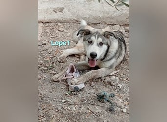 Lope1 geb. 12/2024 (ESP) - junger, edler Husky-Mix!