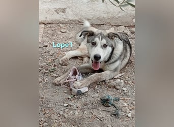 Lope1 geb. 12/2024 (ESP) - junger, edler Husky-Mix!