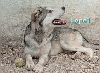 Lope1 geb. 12/2024 (ESP) - junger, edler Husky-Mix!