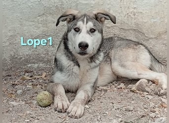 Lope1 geb. 12/2024 (ESP) - junger, edler Husky-Mix!