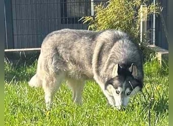 Vermittlungshilfe - Maya möchte endlich passende Menschen finden