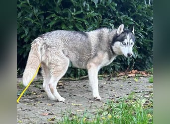 Vermittlungshilfe - Maya möchte endlich passende Menschen finden