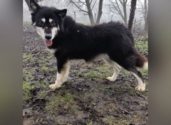 Hachiko ein ganz toller Mensch bezogener Rüde