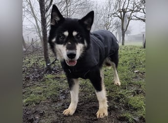 Hachiko ein ganz toller Mensch bezogener Rüde