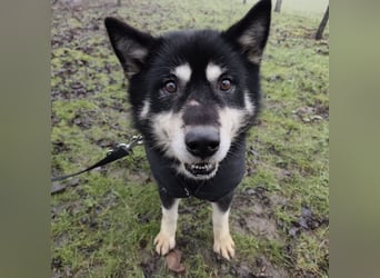 Hachiko ein ganz toller Mensch bezogener Rüde