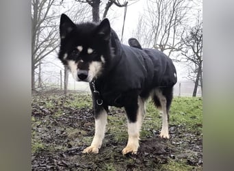 Hachiko ein ganz toller Mensch bezogener Rüde