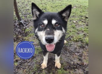 Hachiko ein ganz toller Mensch bezogener Rüde