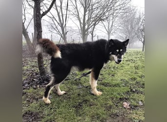 Hachiko ein ganz toller Mensch bezogener Rüde
