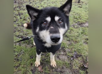 Hachiko ein ganz toller Mensch bezogener Rüde