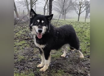 Hachiko ein ganz toller Mensch bezogener Rüde