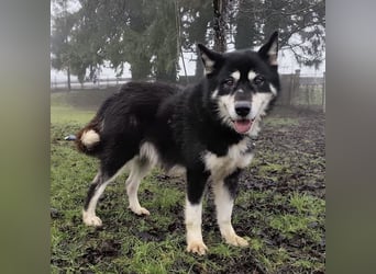 Hachiko ein ganz toller Mensch bezogener Rüde