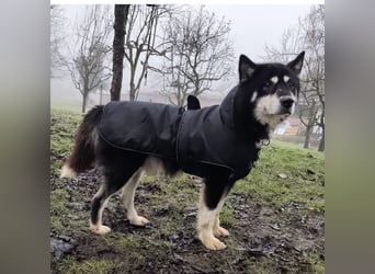 Hachiko ein ganz toller Mensch bezogener Rüde