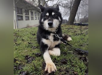 Hachiko ein ganz toller Mensch bezogener Rüde