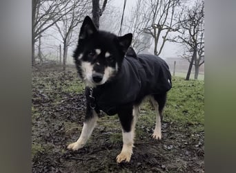 Hachiko ein ganz toller Mensch bezogener Rüde