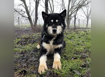 Hachiko ein ganz toller Mensch bezogener Rüde