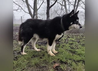 Hachiko ein ganz toller Mensch bezogener Rüde