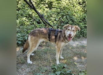 Vica – little Husky inside!